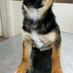 suka, mix,  3 miesiące, brak chipa Miejsce znalezienia: ul. Domanicka Znaleziono dnia: 2024-12-16