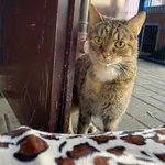 Pola to około 3-letnia kotka, która dała nam przykład ogromnej zmiany kota w schronisku. Gdy trafiła była zbulwersowana i ,,dzika” - rzucała się na każdego, potrafiła popsuć klatkę. Teraz to delikatna