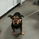 Pies odnaleziony w dniu 16.12.2024 r. przy ul. Galla Anonima.