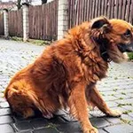 pies, mix, 10 lat, brak chipa Miejsce znalezienia: ul. Pomorska Znaleziono dnia: 2024-12-18