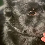 Imię: Pluto Chip: 939000011015231 Płeć : Samiec Wiek: Październik 2023 Wielkość: średni Dzieci: w wieku szkolnym Kastracja/sterylizacja: tak Inne Psy: akceptuje inne psy Charakter: Pluto to psiak któr