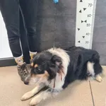 Przyjęty: 2024-12-17 Gmina: Morawica Płeć: Pies Opis: mieszaniec, tricolor