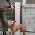 Sunia przywieziona ze Swarzędza