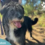 Pies do adopcji, Starogard Gdański, 17 grudnia 2024