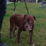 Znaleziono psa, Szczecin, 17 grudnia 2024