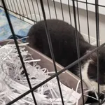 Kocurek poz. 24/850/K