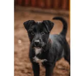 Znaleziono psa, Białystok, 8 grudnia 2024