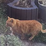 Mniej więcej od połowy listopada na terenie wspólnoty mieszkaniowej przy ul. 3 Maja w Łodzi przebywa rudy kot. Nie mogę określić płci, ponieważ jestem na etapie dokarmiania go i oswajania. Średniej wi