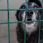 Pies do adopcji, Tatary, 18 sierpnia 2020