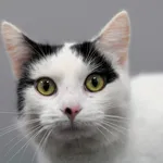 Kot do adopcji, Olsztyn, 2 listopada 2024