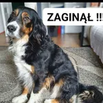 Zaginął pies, Makoszka, 26 grudnia 2024