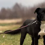 Imię: Bandi Chip: 616093902546189 Płeć : Samiec Wiek: Styczeń 2023 Wielkość: Średni Dzieci: w wieku szkolnym Kastracja/sterylizacja: tak Inne Psy: akceptuje inne psy Charakter: Bandi to bardzo wesoły 