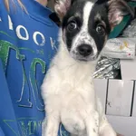 Pies do adopcji, Korabiewice, 28 listopada 2024