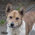 Melo