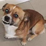 Znaleziono psa, Lublin, 26 grudnia 2024