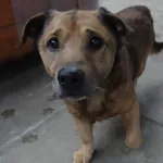 PIES Z INTERWENCJI 27.12.2024.