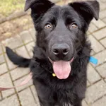 Znaleziono psa, Szczecin, 28 grudnia 2024