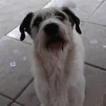 PIES Z INTERWENCJI 27.12.2024.