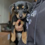 Pies do adopcji, Korabiewice, 28 listopada 2024