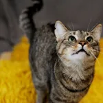 Znaleziono kota, Sosnowiec, 22 grudnia 2024