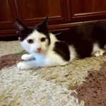 Znaleziono kota, Toruń, 9 listopada 2024