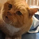 Kocurek poz. 24/870/K