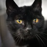 Znaleziono kota, Sosnowiec, 22 grudnia 2024