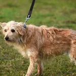 Pies do adopcji, Ropczyce, 30 grudnia 2024