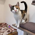 Kot do adopcji, Włocławek, 29 grudnia 2024