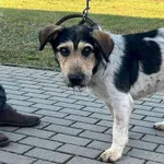 Znaleziono psa, Tatary, 25 września 2024