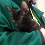 Kocurek poz. 24/872/K