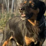 Imię: Bansi Chip: 6160939025341 Płeć : Samiec Wiek: Styczeń 2015 Wielkość: średni Dzieci: w wieku szkolnym Kastracja/sterylizacja: tak Inne Psy: akceptuje inne psy Charakter: Bansi to psiak, który pot