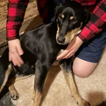 Znaleziono przestraszoną suczkę