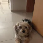 Znaleziono psa, Łomża, 1 stycznia 2025