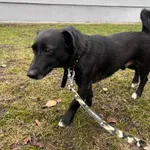 Pies do adopcji, Włocławek, 2 stycznia 2025