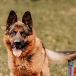 Falko 616093902800217