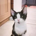 Kot do adopcji, Piła, 29 września 2024