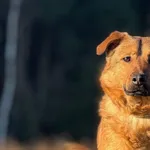 Imię: Lilly Chip: 616093902546075 Płeć : Samica Wiek: Styczeń 2023 Wielkość: średni Dzieci: w każdym wieku Kastracja/sterylizacja: tak Inne Psy: akceptuje inne psy Charakter: Lilly to sympatyczna młod