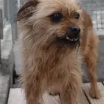 PIES Z INTERWENCJI 31.12.2024.