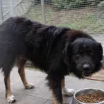 PIES INTERWENCJA 31.12.2024.