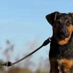 Imię: Betty Chip: 616093902550518 Płeć : Samica Wiek: czerwiec 2024 Wielkość: średni Dzieci: w wieku szkolnym Kastracja/sterylizacja: tak Inne Psy: akceptuje inne psy Charakter: Betty to sympatyczna m