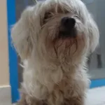 PIES Z INTERWENCJI 31.12.2024.