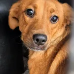 Sunia znaleziona w Biernatkach