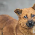 Pies do adopcji, Nowodwór, 2 stycznia 2025