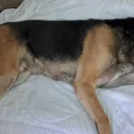 Znaleziono psa, Toruń, 29 grudnia 2024