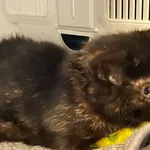 Znaleziono kota, Lublin, 29 grudnia 2024