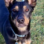 Pies do adopcji, Grudziądz, 13 grudnia 2024