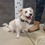 Przyjęty: 2025-01-01 Gmina: Jaworzno Płeć: Pies Opis: mieszaniec, biało-biszkoptowe