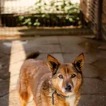 Niekonfliktowa, delikatna, spokojna Lisia szuka domu!