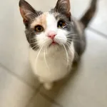 Znaleziono kota, Lublin, 30 grudnia 2024